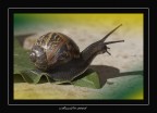Snail Snail