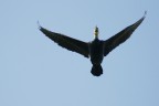 Cormorano in volo Cormorano in volo