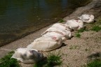 Dolce far niente