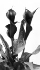 Black Calla Black Calla