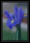 iris iris