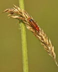 Colori perdenti