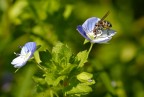 Moschina