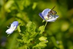 Chi conosce l'insetto e il fiorellino sa quanto possano essere piccoli! Pentax k100d con Cosina 100 macro, 1/250 sec. f/9,5 con treppiede. Commenti e critiche gradite!