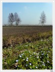 Il campo