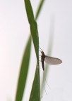 eleganza effimera eleganza effimera