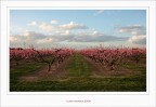 Semplicemente.... in rosa Semplicemente.... in rosa