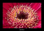 Gerbera Gerbera