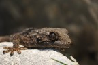 ritratto di un geco ritratto di un geco