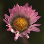 La corona nel prato La corona nel prato