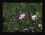 nel campo