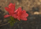 Azalea Azalea