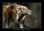 Commenti e critiche ben accetti...
la foto  fatta a una bellissima tigre al parco delle Cornelle nei dintorni di Bergamo...nikon d50 e sigma 70-300 a 220 mm f 6.3 1/400 di secondo.
