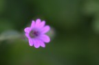emersione sfocata totale