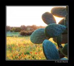 Irraggiamento Primaverile Irraggiamento Primaverile