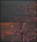 pungimonto pungimonto