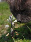 il mio gattone curioso che guarda cosa fotografo