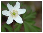 Anemone bianco Anemone bianco