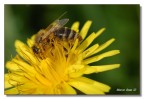 Nel giallo