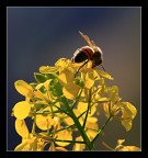 semplicemente ape... semplicemente ape...