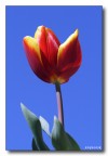 Tulipano