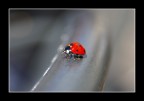 Coccinella! Coccinella!