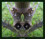 specchiatura