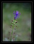 fiore selvatico
