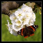 Vanessa Atalanta Vanessa Atalanta