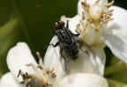LA MOSCA E LA ZAGARA LA MOSCA E LA ZAGARA