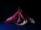 ballerina - luce ballerina - luce