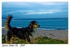 The sea and the dog The sea and the dog
