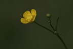 Ranuncolo Ranuncolo