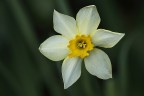 Narciso Narciso