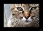 Occhi di gatto.... Occhi di gatto....