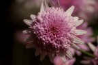 Fiore rosa Fiore rosa
