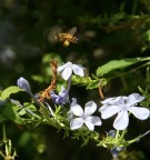 INFATICABILE OPERAIA INFATICABILE OPERAIA