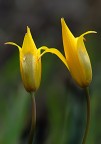 Dopo la pioggia - (Tulipa silvestrys) Dopo la pioggia - (Tulipa silvestrys)
