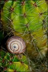 Posizione spinosa
