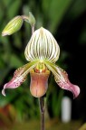 Orchidea Orchidea