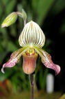 Scatto colto ad una mostra regionale di orchidee..Commenti e critiche sempre bene accetti..