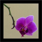 ............ ............