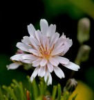 fiore fiore