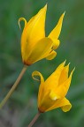Tulipa sylvestris Tulipa sylvestris