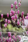 Magnolia Japonica Magnolia Japonica