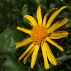 Giallo con ospite Giallo con ospite