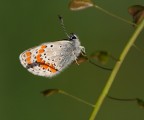 Plebejus argus femmina Plebejus argus femmina