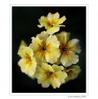 Piccole delizie... di primavera Piccole delizie... di primavera