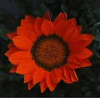 Spicchi di sole Spicchi di sole