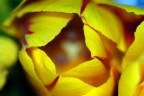 I tulipani sono i miei fiori preferiti, ma trovo difficilissimo fotografarli.

Zero postwork, i colori sono naturali.

[b]Critiche e commenti sempre bene accetti, grazie.[/b]